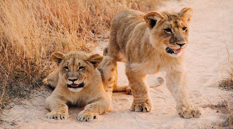 1 day Tanzania safari